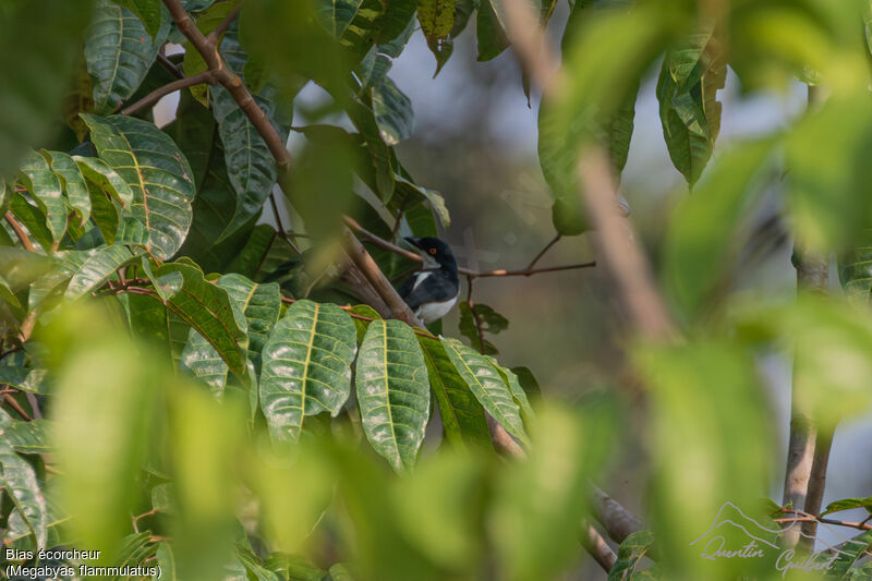 African Shrike-flycatcher, identification