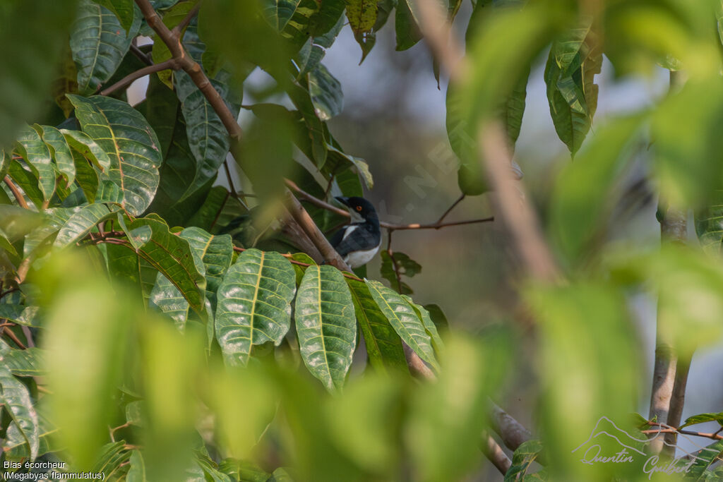 African Shrike-flycatcher, identification