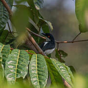 African Shrike-flycatcher