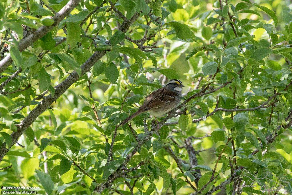 White-throated Sparrow