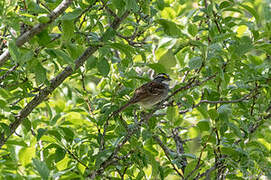 White-throated Sparrow