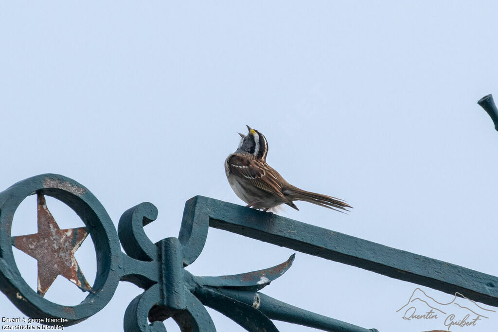 White-throated Sparrow