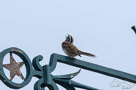 White-throated Sparrow