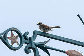 White-throated Sparrow