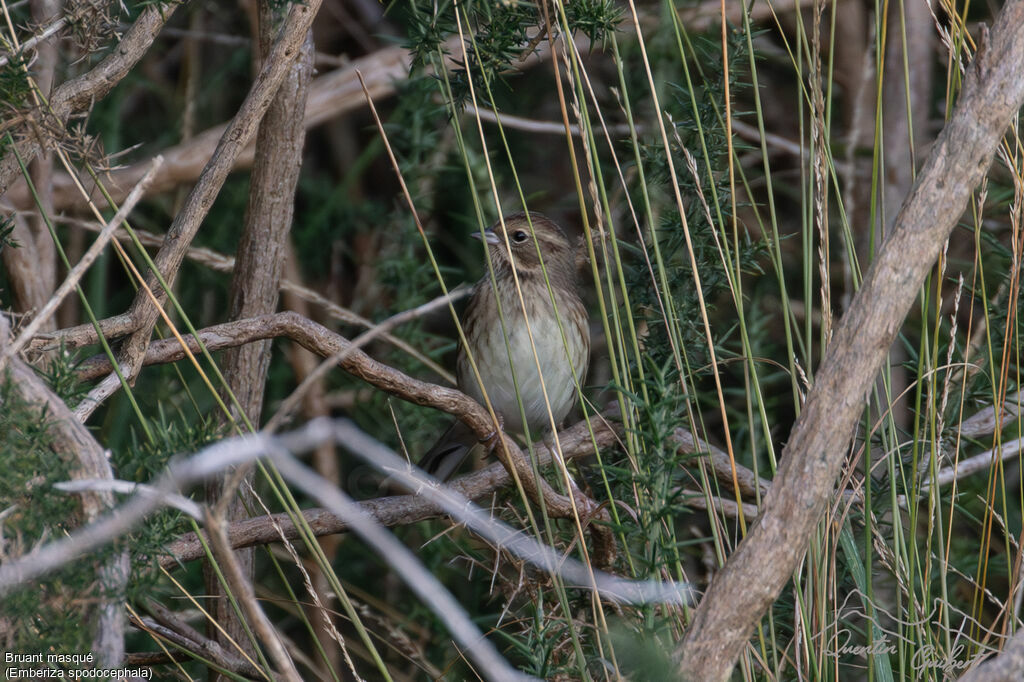 Bruant masqué