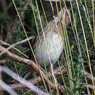 Bruant masqué