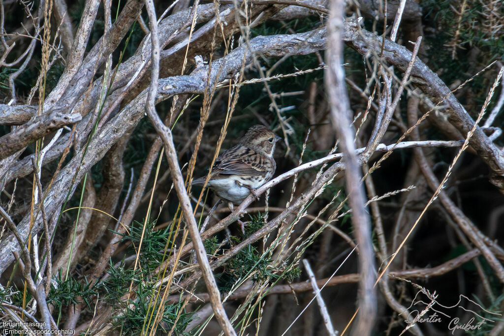 Bruant masqué