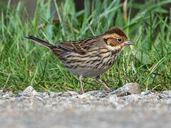 Little Bunting