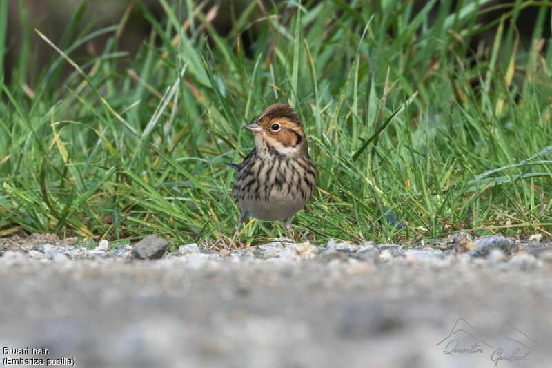 Little Bunting