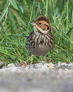 Little Bunting