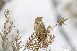 Corn Bunting