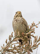 Corn Bunting