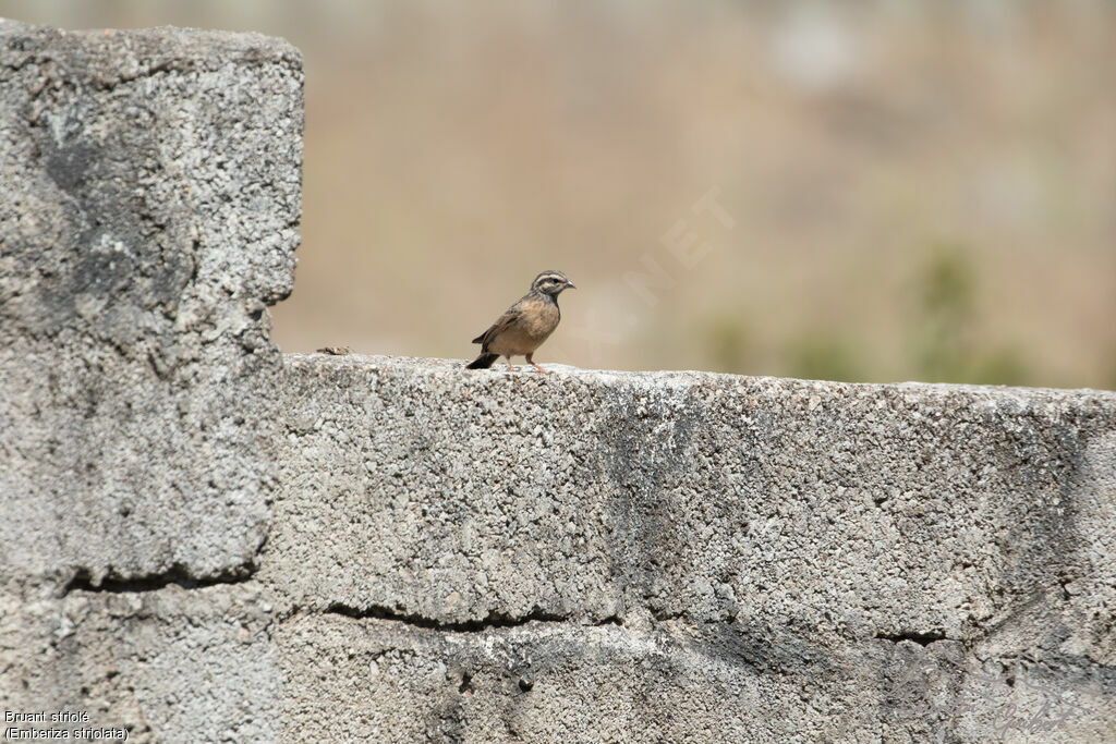 Bruant striolé