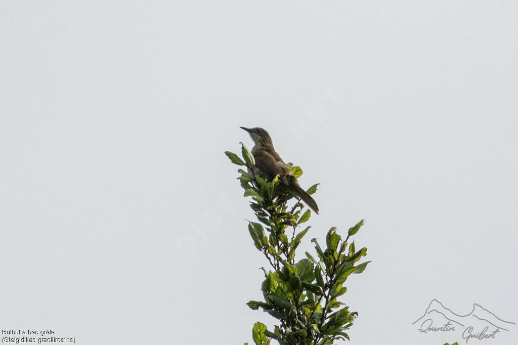 Bulbul à bec grêle