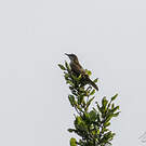 Bulbul à bec grêle