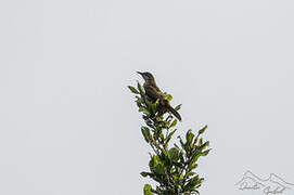 Slender-billed Greenbul