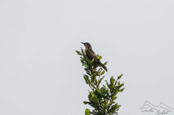 Bulbul à bec grêle