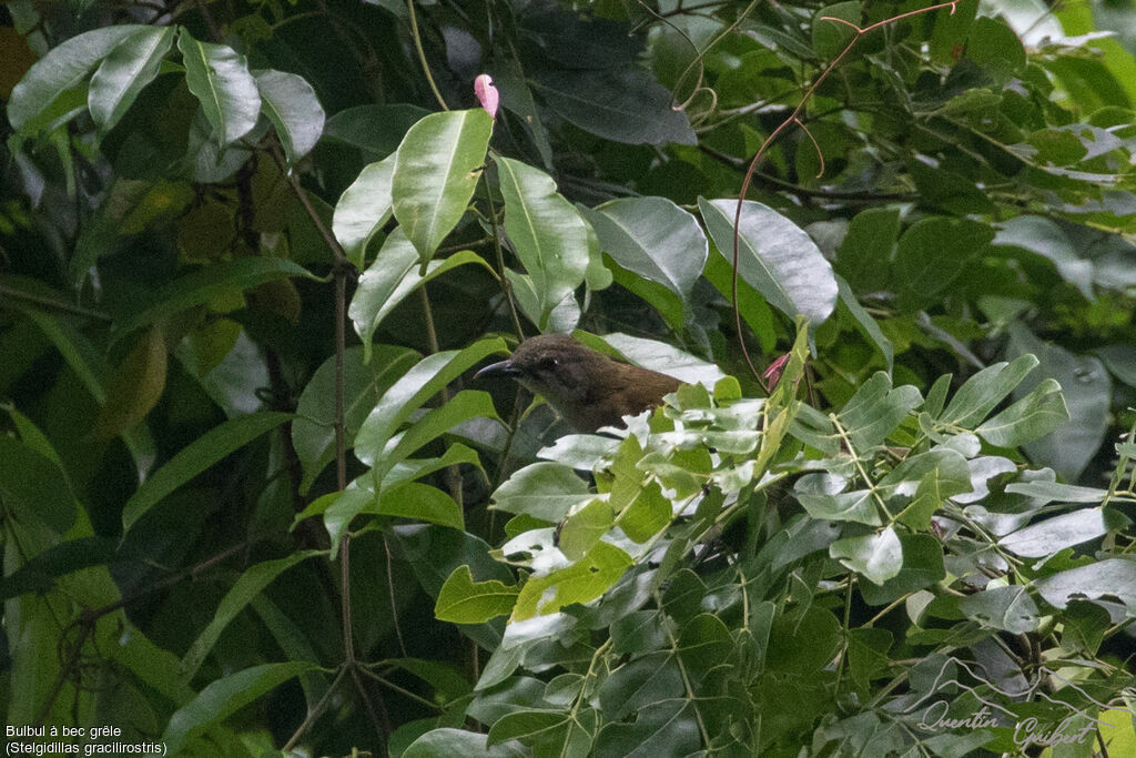 Bulbul à bec grêle