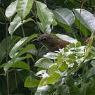 Bulbul à bec grêle