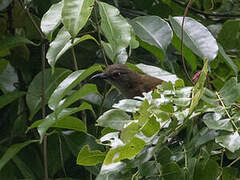 Slender-billed Greenbul