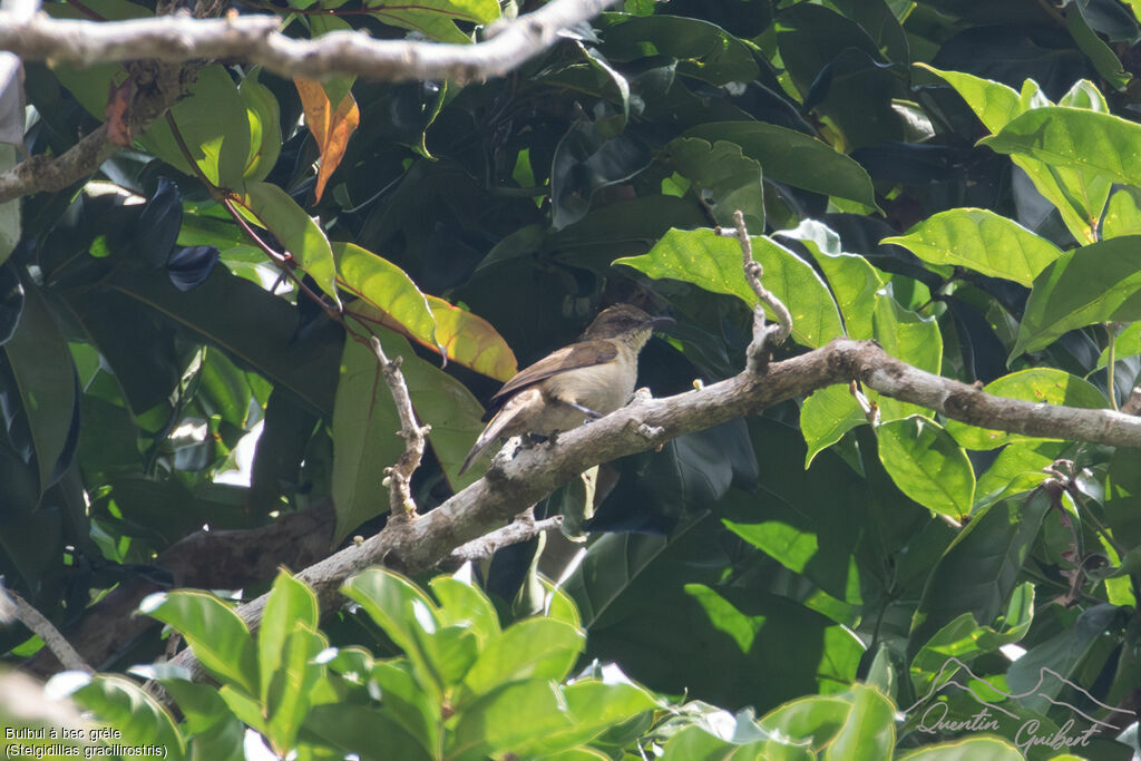 Bulbul à bec grêleadulte, identification