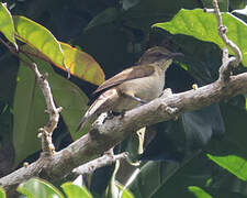 Slender-billed Greenbul