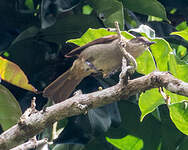 Bulbul à bec grêle