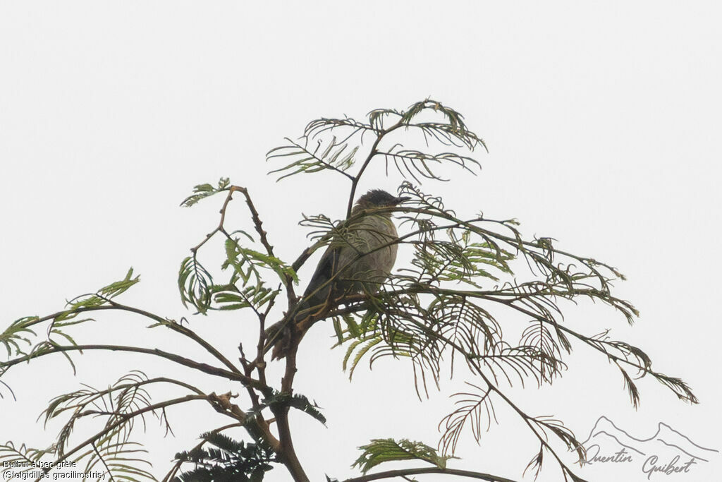 Bulbul à bec grêle