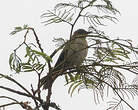 Bulbul à bec grêle