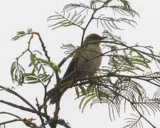 Slender-billed Greenbul