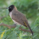 Bulbul d'Arabie