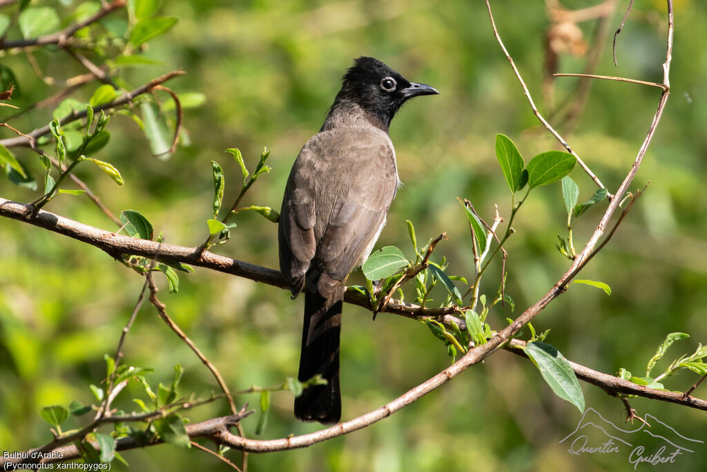 Bulbul d'Arabie
