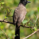 Bulbul d'Arabie