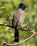 Bulbul d'Arabie