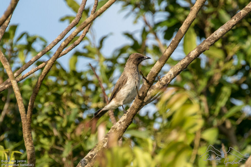 Common Bulbul