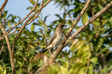 Bulbul des jardins