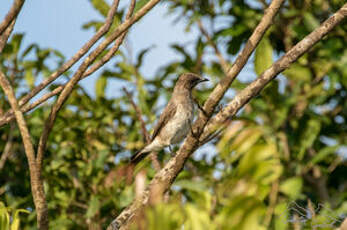 Bulbul des jardins