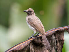 Common Bulbul