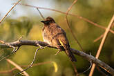 Bulbul des jardins