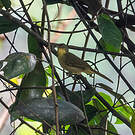 Bulbul ictérin