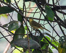 Icterine Greenbul