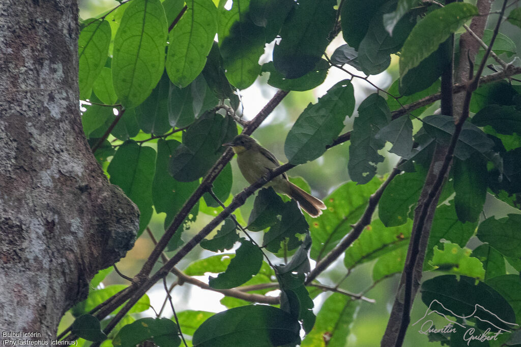 Bulbul ictérin