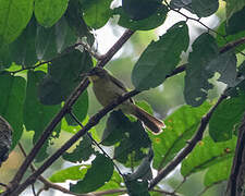 Icterine Greenbul