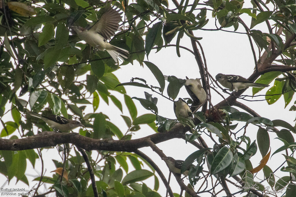 Bulbul tacheté