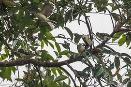 Spotted Greenbul