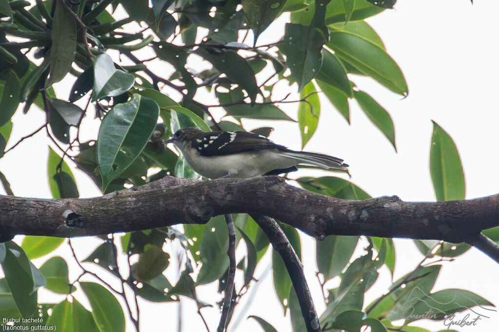 Spotted Greenbul, identification