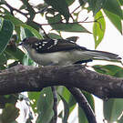 Bulbul tacheté