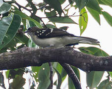 Spotted Greenbul