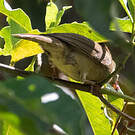 Bulbul verdâtre
