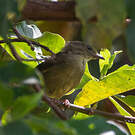 Bulbul verdâtre